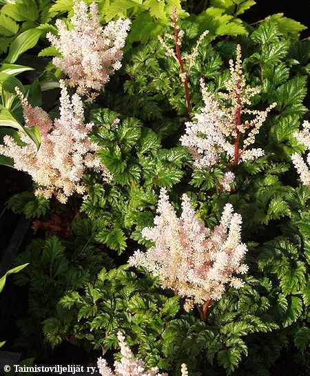 Astilbe Crispa-Ryhm 'Perkeo', kurttujaloangervo